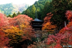 2019紅葉（丹波　高源寺）