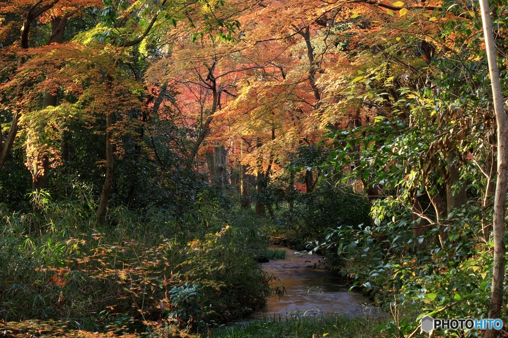 2015紅葉（下鴨神社・糺の森2）