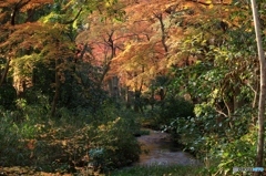 2015紅葉（下鴨神社・糺の森2）