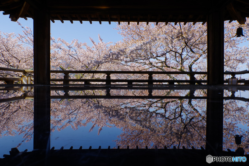 桜リフレクション2（’22さくら紀行 三井寺2・観月舞台）