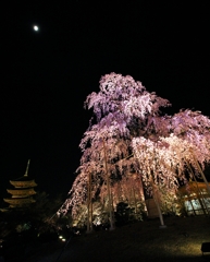 2015・桜めぐり③（東寺　桜・塔・月）