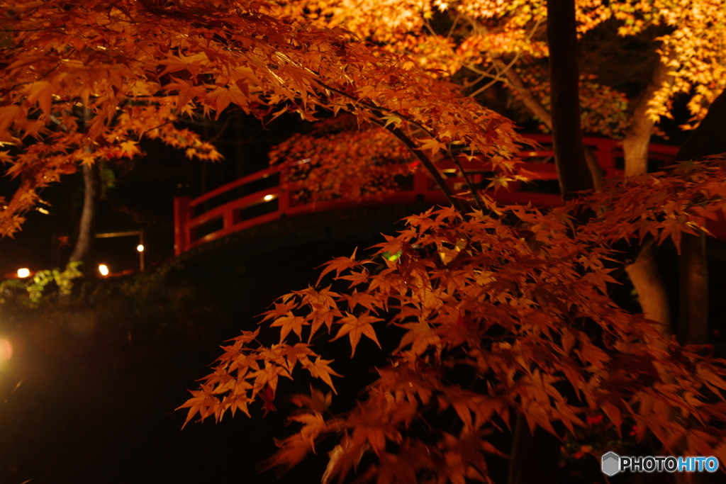 2018紅葉（北野天満宮ライトアップ2）