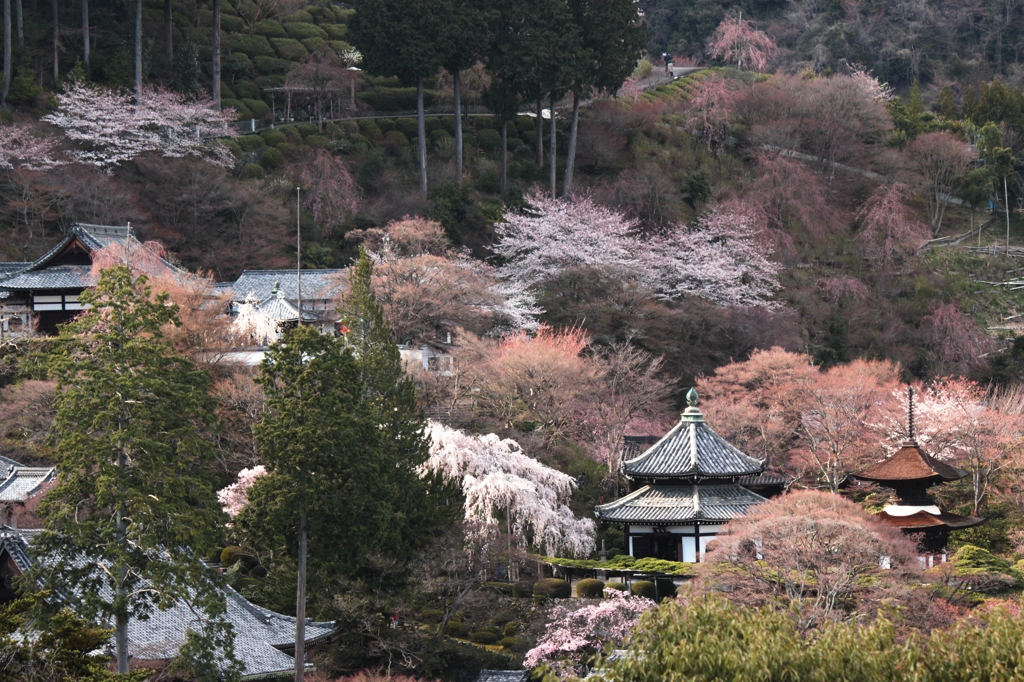 2014京都・桜　7（善峯寺）