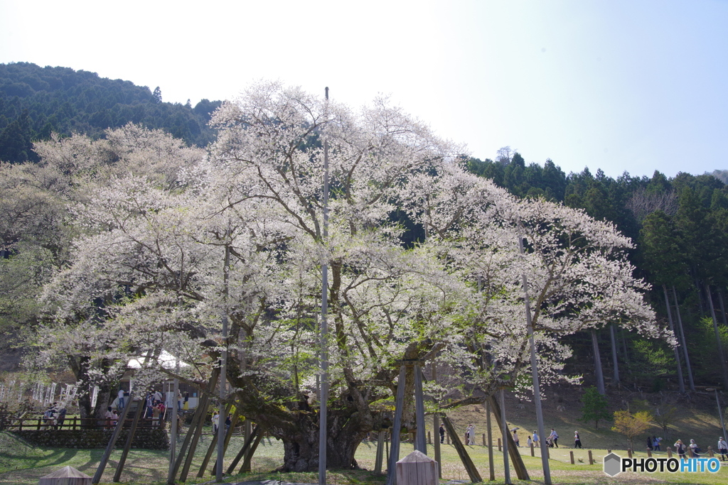 根尾薄墨桜（’22さくら紀行）