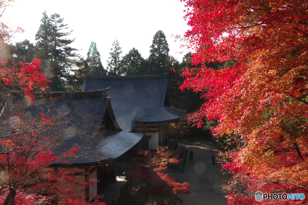 神護寺の紅葉1（2020京都紅葉）
