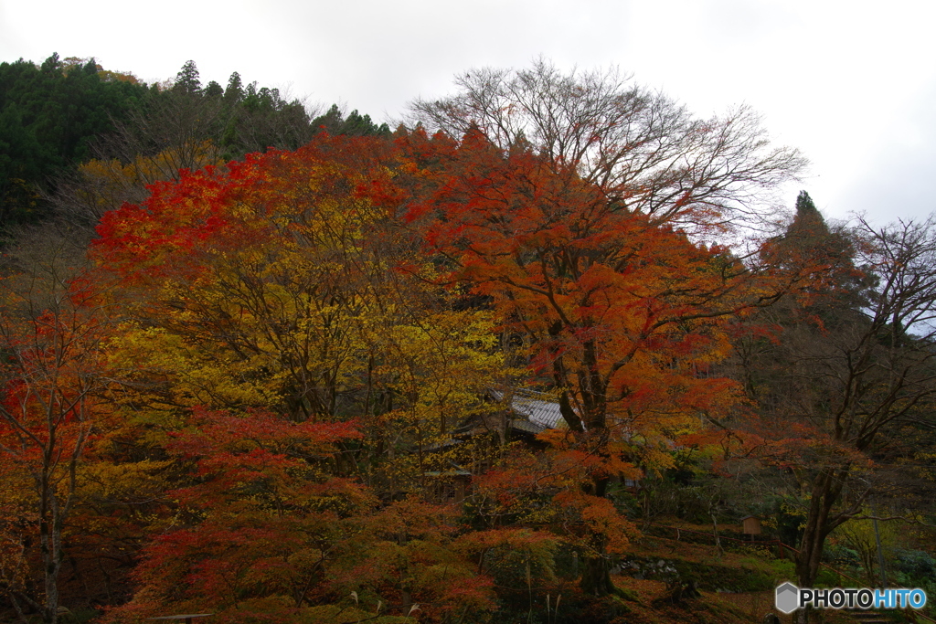 京都北山にて6（2020京都紅葉）