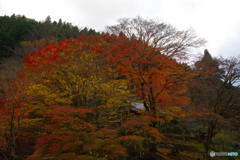 京都北山にて6（2020京都紅葉）