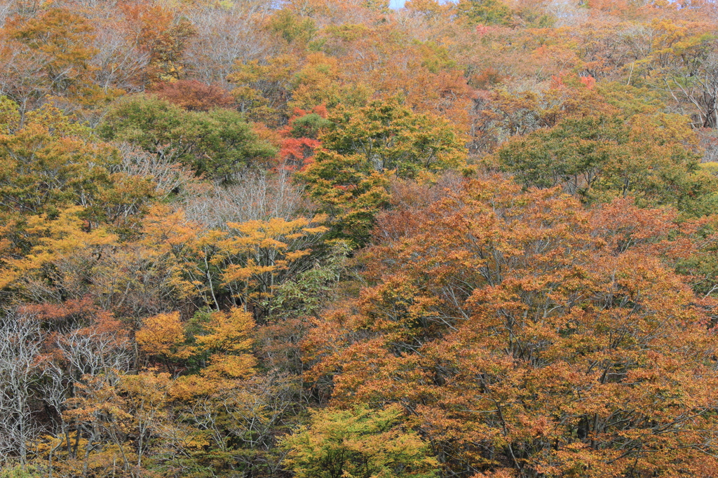 比良山系の錦秋①