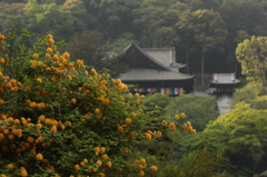 奈良・花紀行7（長谷寺・山吹）