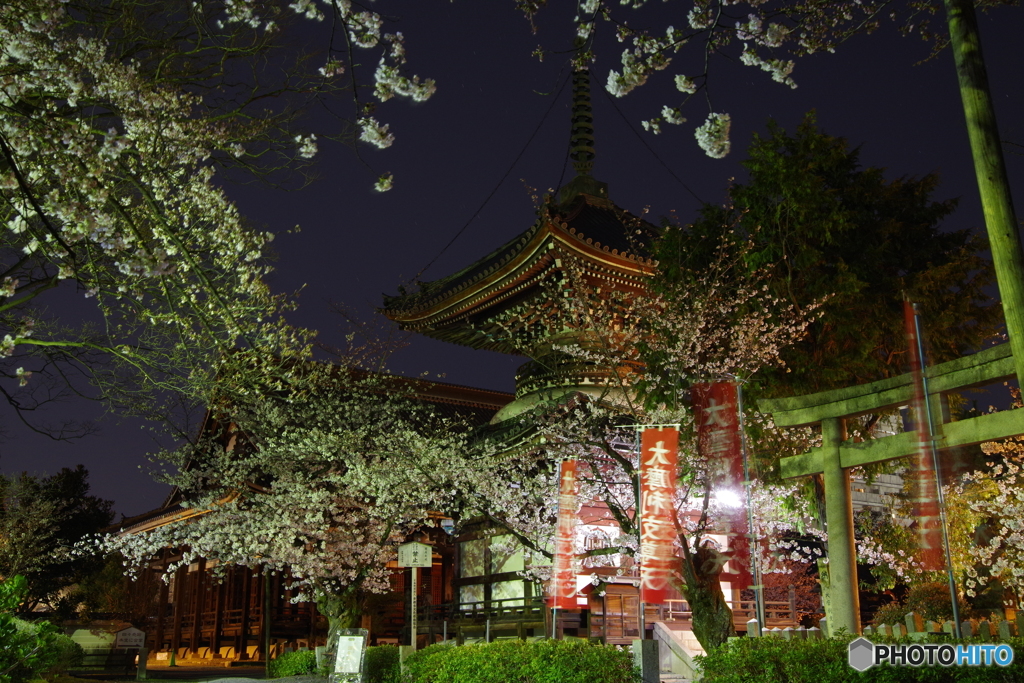 2019桜紀行（本法寺1）