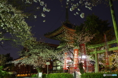2019桜紀行（本法寺1）