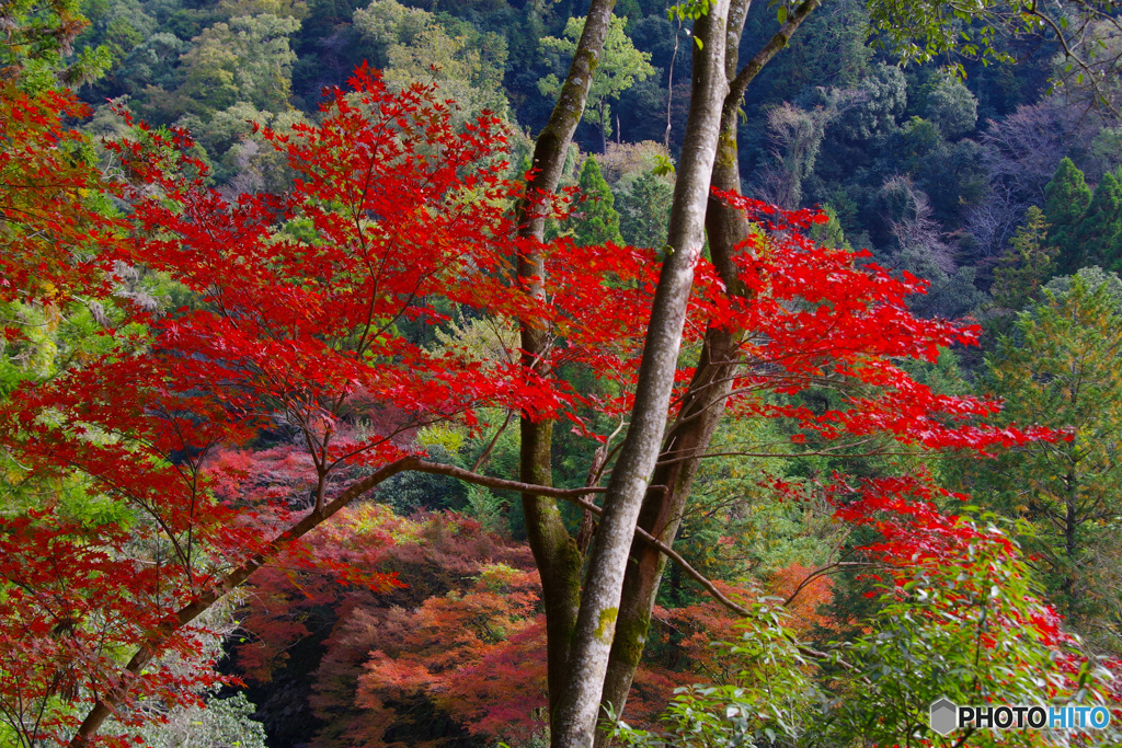 2021京の紅葉（錦雲峡1）