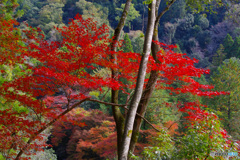 2021京の紅葉（錦雲峡1）