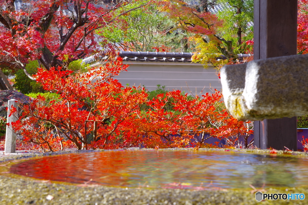 2021京の紅葉（妙満寺2）