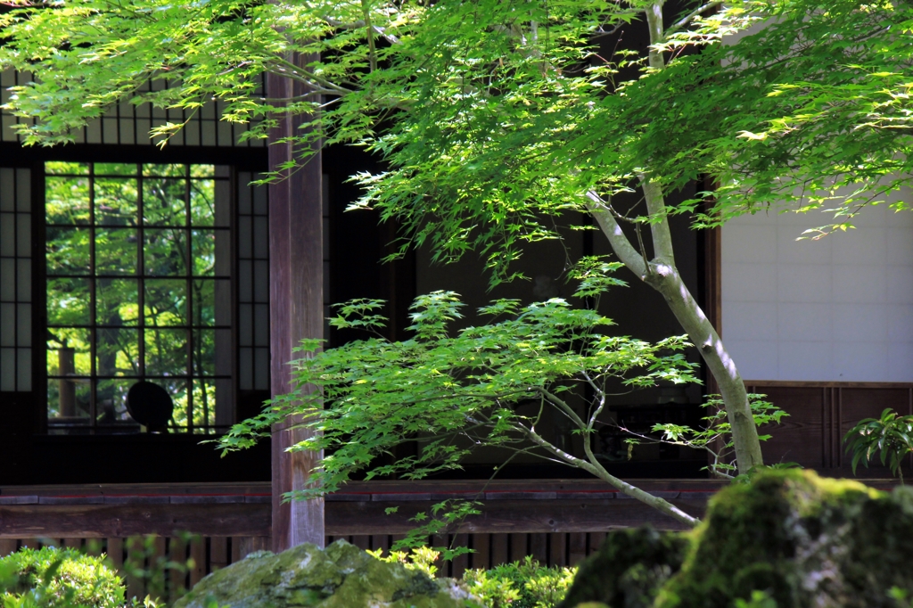 2015　新緑（圓光寺4）