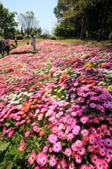 春景色（淡路花博・花絨毯）