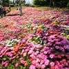 春景色（淡路花博・花絨毯）