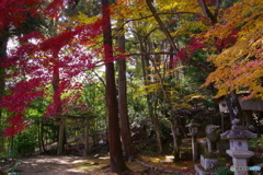 2019紅葉（嵯峨野）