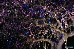 2019春・梅（鈴鹿の森庭園・ライトアップ2）