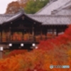 2019紅葉（東福寺）