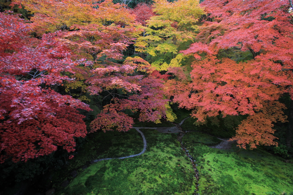 2014紅葉・瑠璃光院④（書院２Fより瑠璃の庭を俯瞰　１）