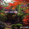 2021京の紅葉（妙心寺大法院2）