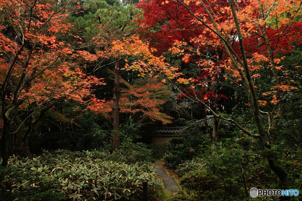 2015紅葉（高桐院2）