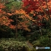 2015紅葉（高桐院2）
