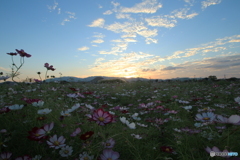 秋桜（藤原宮跡にて3）