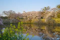 国宝・彦根城の桜１（’22さくら紀行）