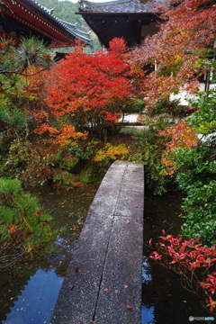 毘沙門堂の紅葉1（2020京都紅葉）