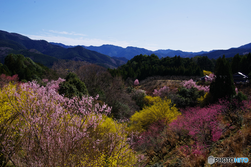 春だより・西吉野1