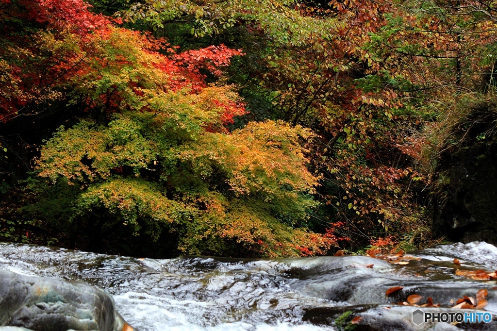 2015紅葉（みたらい渓谷2）