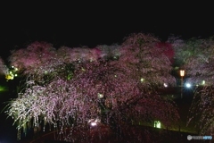 昨年の忘れもの（鈴鹿の森庭園　ライトアップ2）