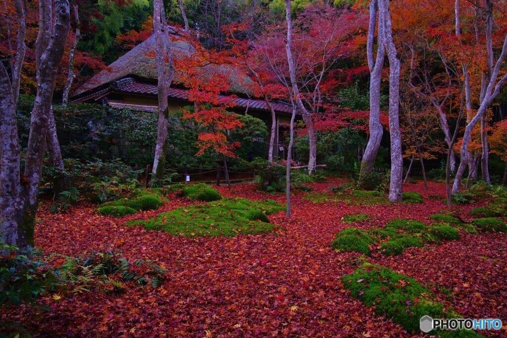 2019紅葉（祇王寺 晩秋）