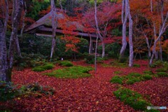 2019紅葉（祇王寺 晩秋）