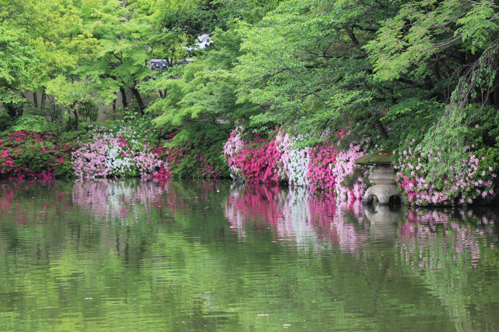 春景色（平戸ツツジ2）