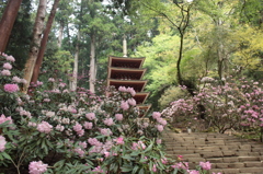 奈良・花紀行1（室生寺・石楠花1）
