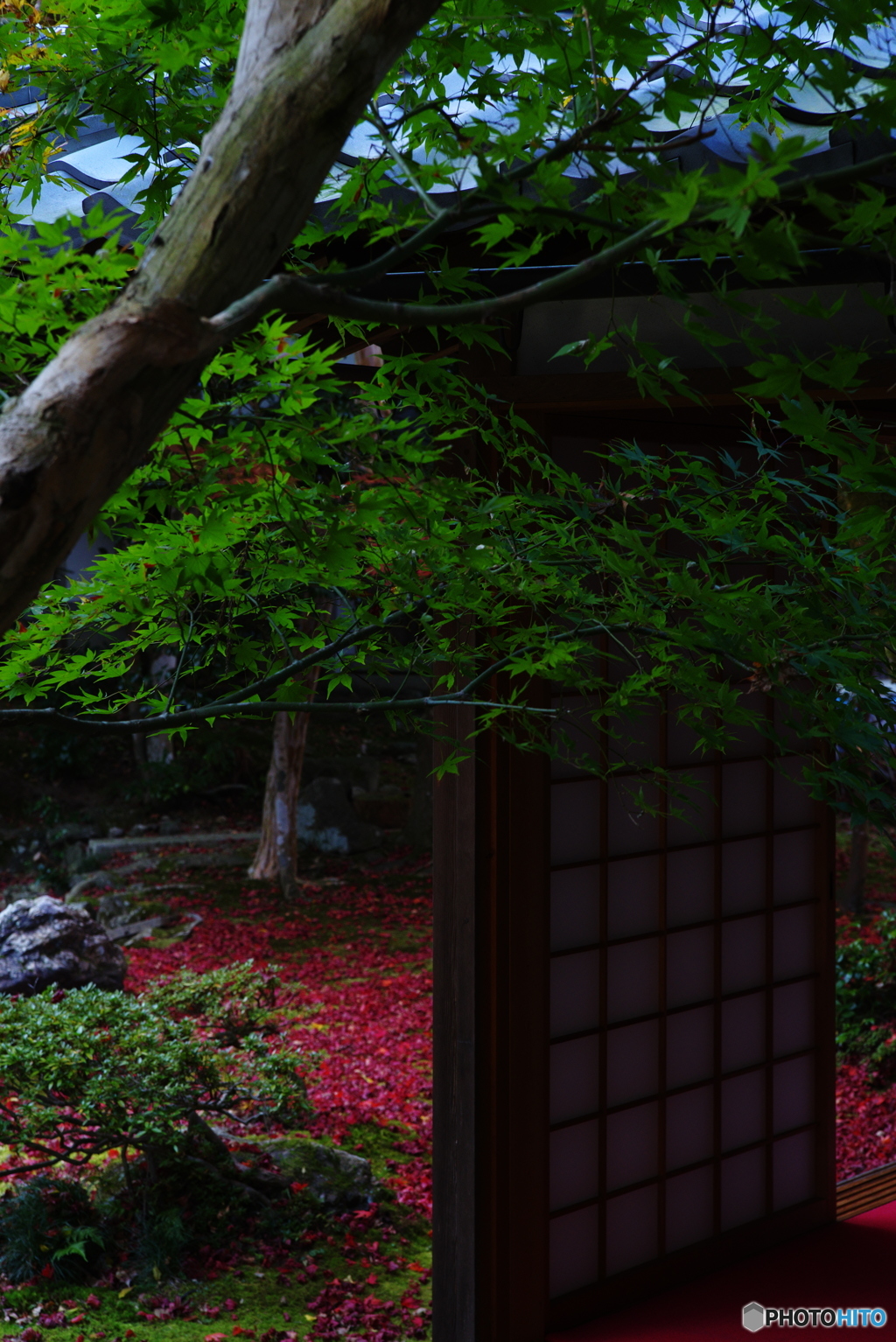 2018紅葉（清瀧寺徳源院3）