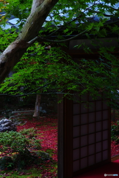 2018紅葉（清瀧寺徳源院3）