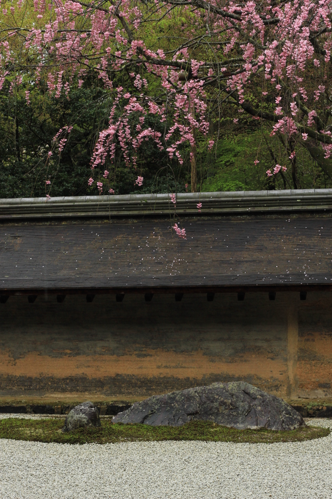 2015・桜めぐり⑧（龍安寺・石庭）
