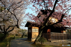 2018桜紀行（渉成園 傍花閣）