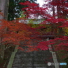 2021比叡の紅葉２（延暦寺・東塔）