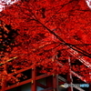 2016秋景色1（横川中堂1 本堂　紅葉）