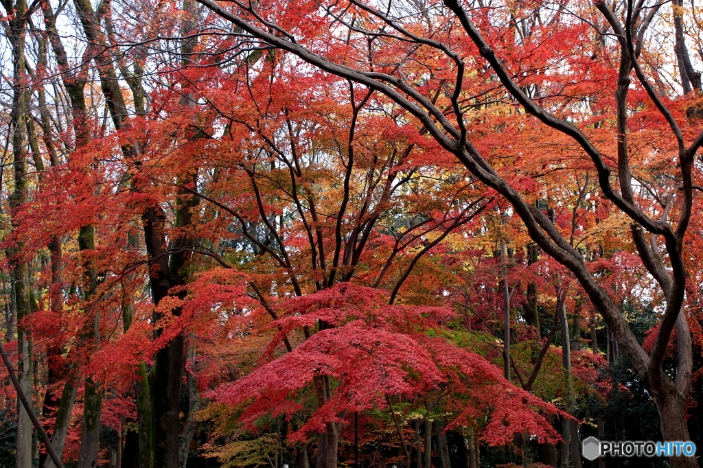 2015紅葉（下鴨神社・糺の森1）