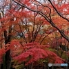 2015紅葉（下鴨神社・糺の森1）