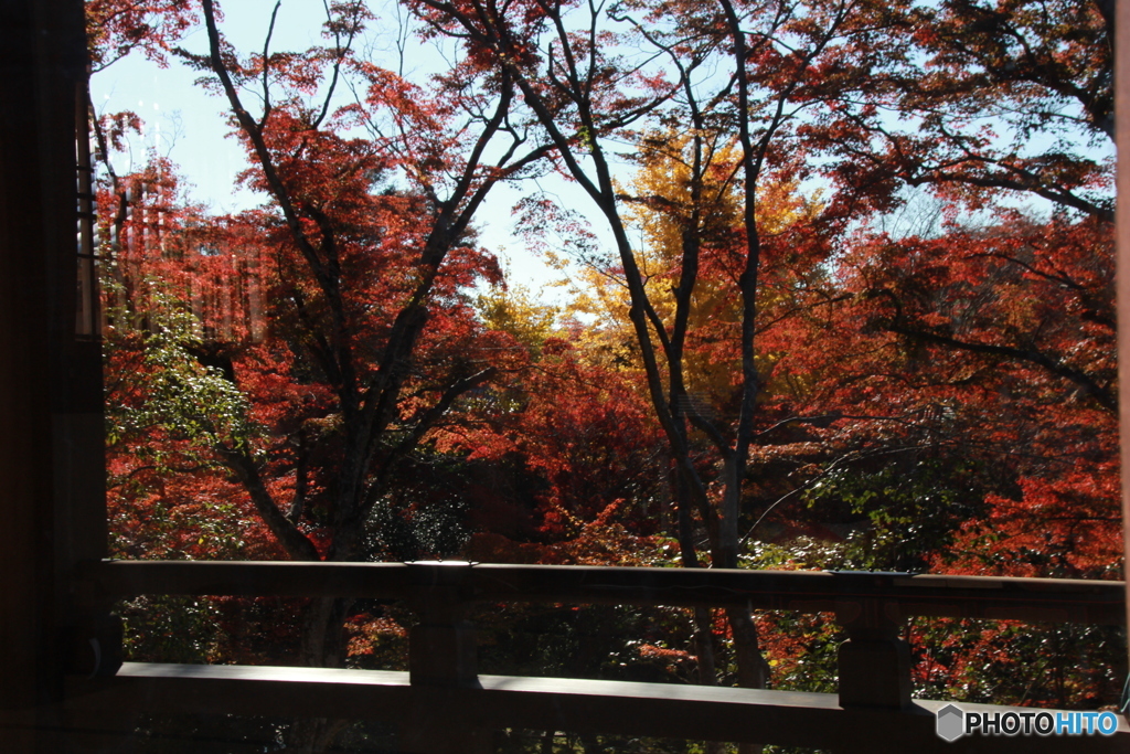 2019紅葉（京都市）