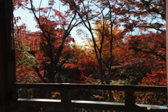 2019紅葉（京都市）