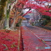 毘沙門堂の紅葉4