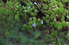 2015・桜めぐり⑭（吉野桜・最後の輝き）